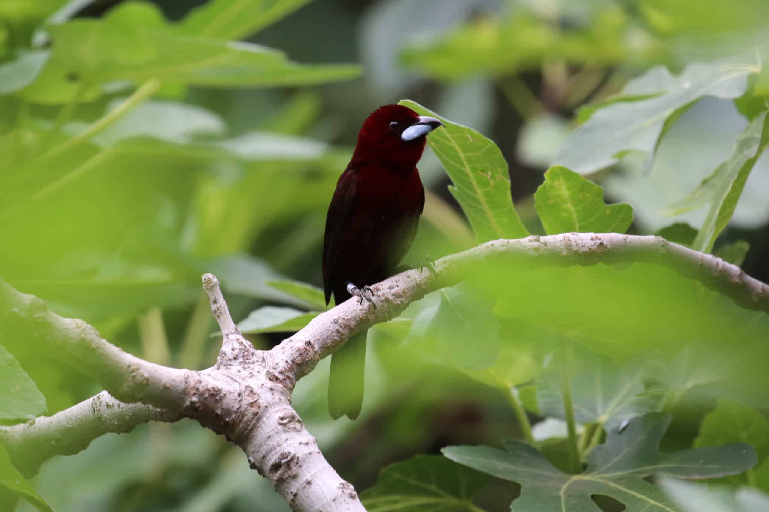 Meet the Silver-Beaked Tanager