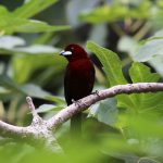 Silver beaked tanager (3)
