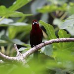 Silver beaked tanager (4)