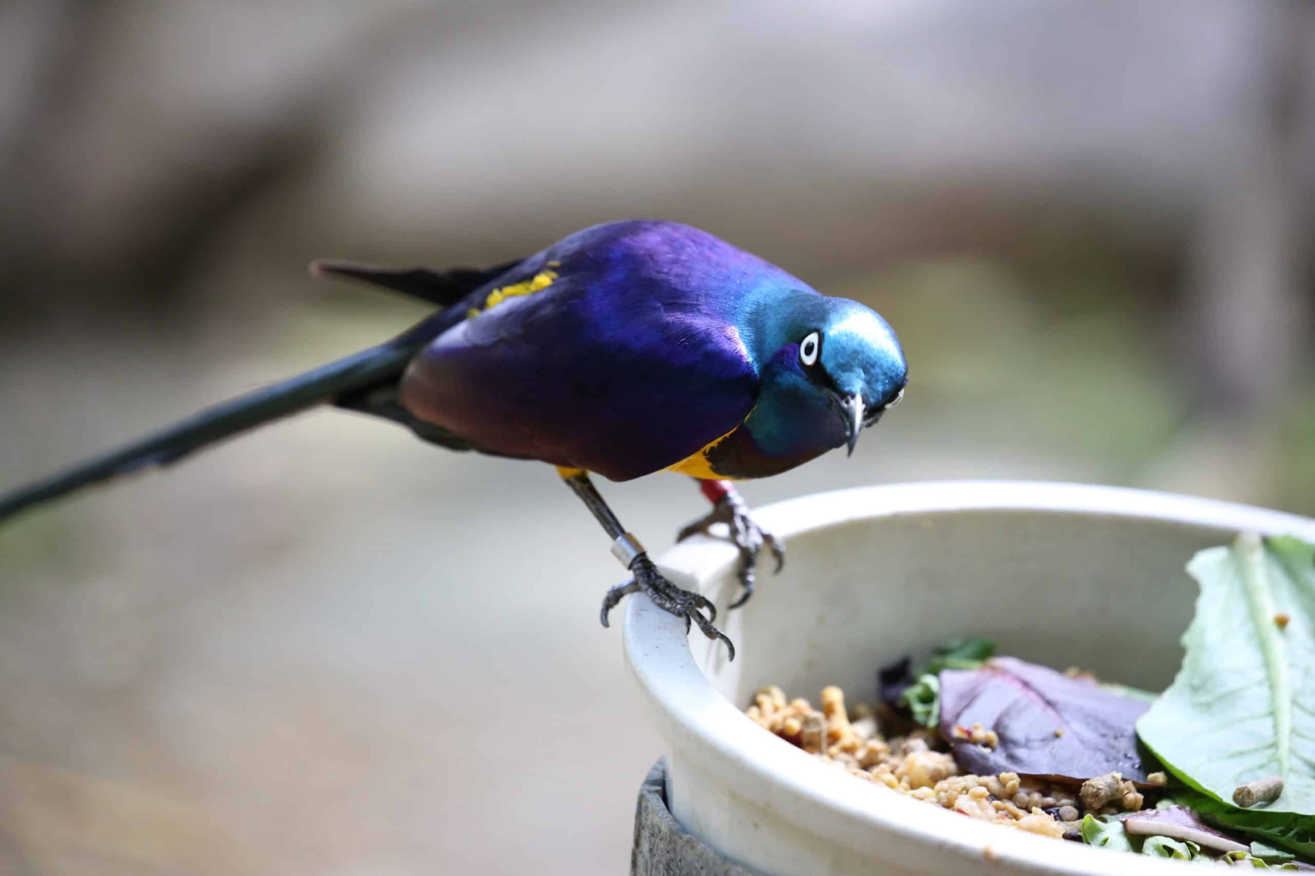 Startling Starling Expressions!