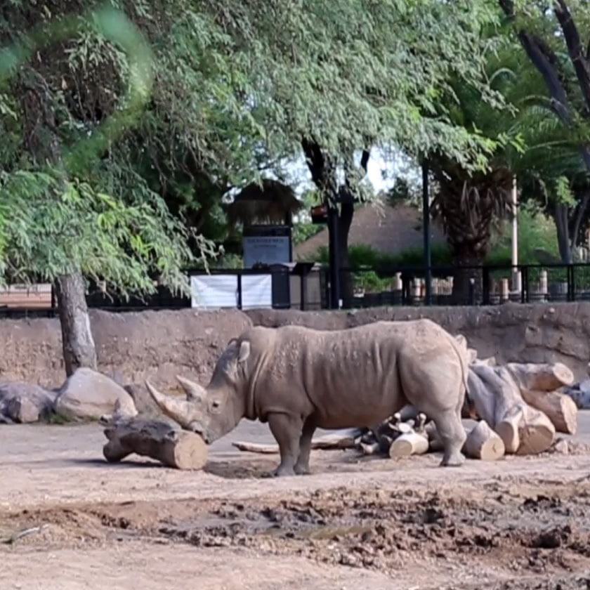 Rhino Easily Rolls a Heavy Log