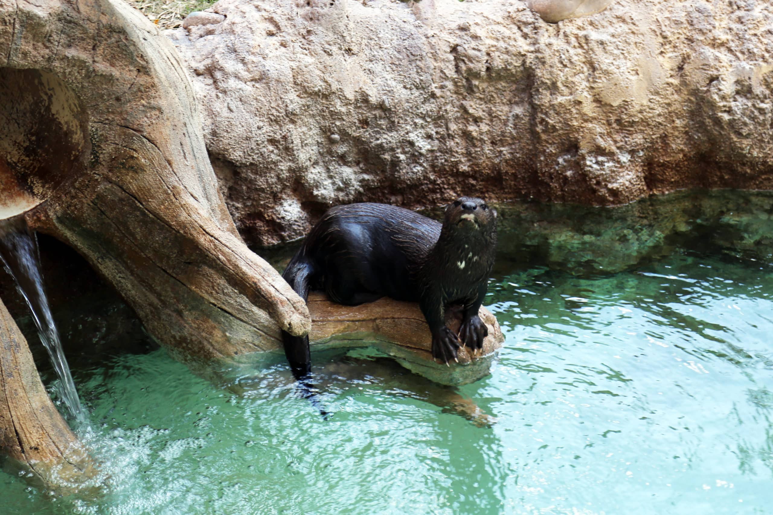 Otters Enjoying an Afternoon Swim