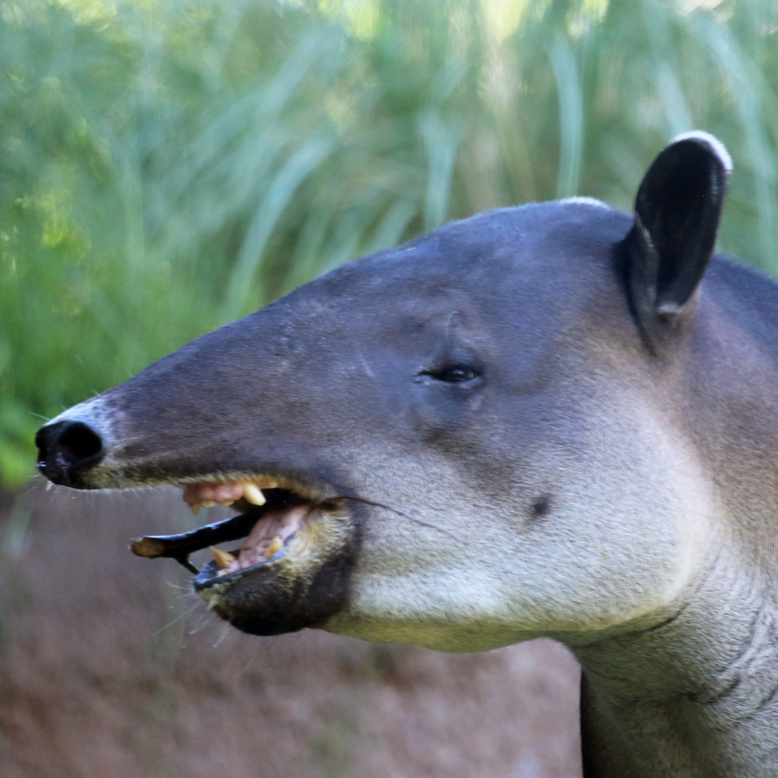 Tapir Reid Park Zoo