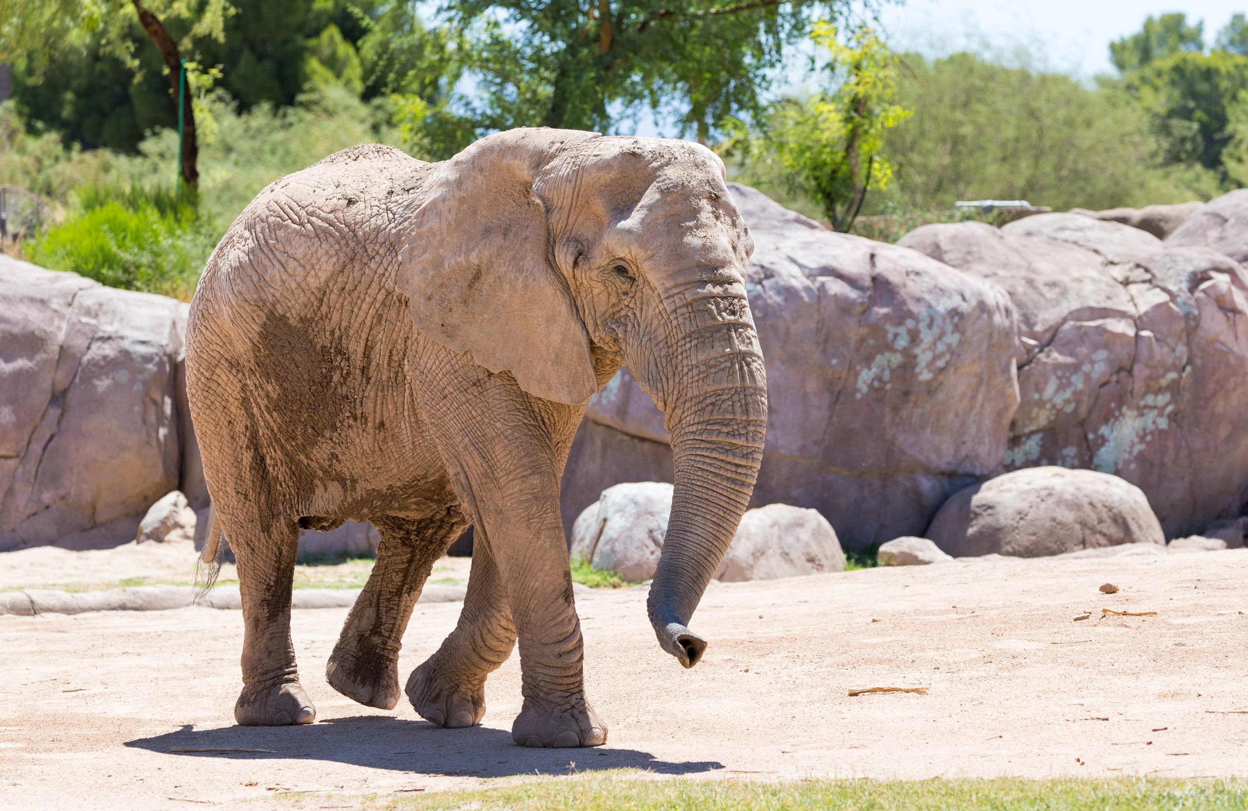 How Much Do Our Elephants Weigh? | Reid Park Zoo