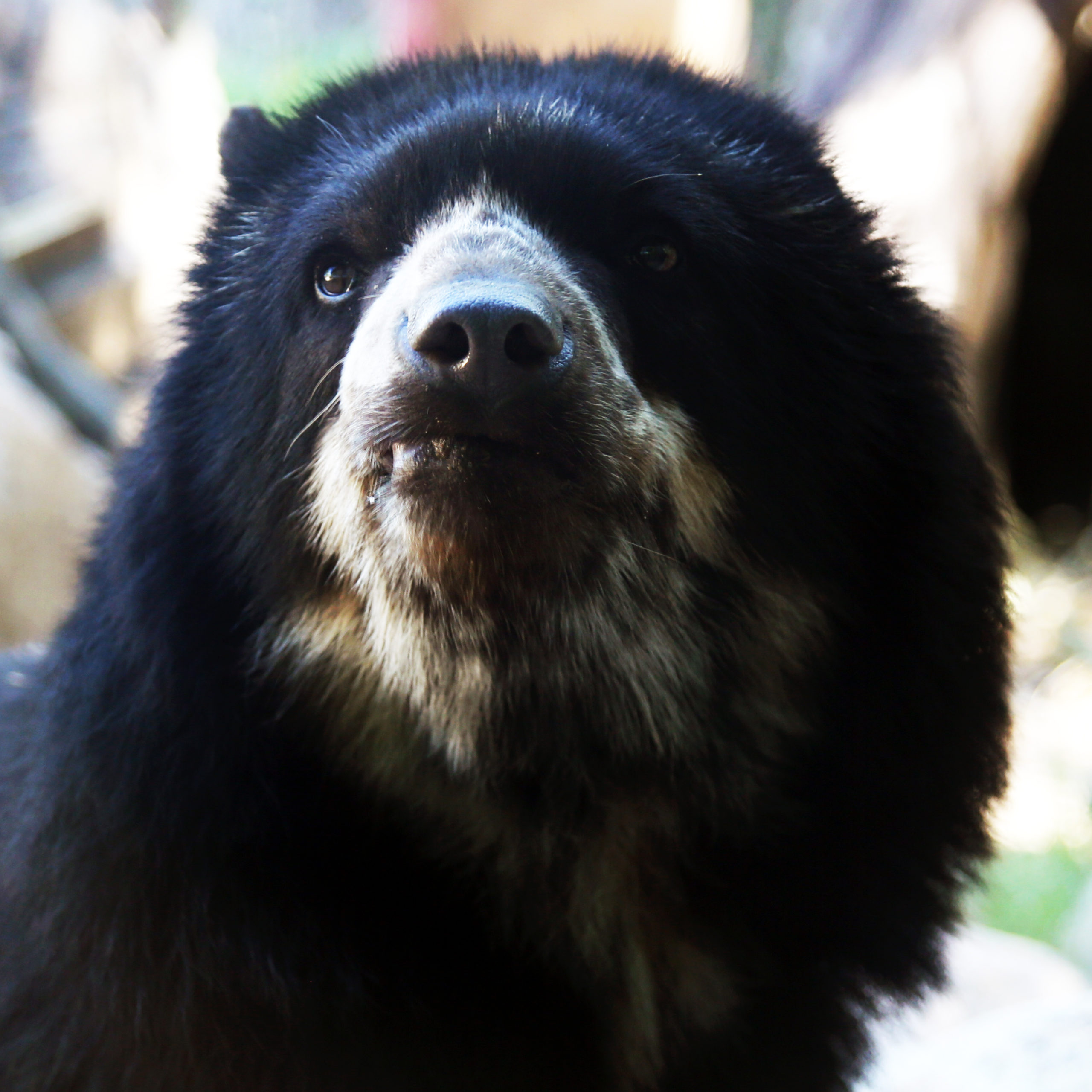 Andean Bear Making her Nest