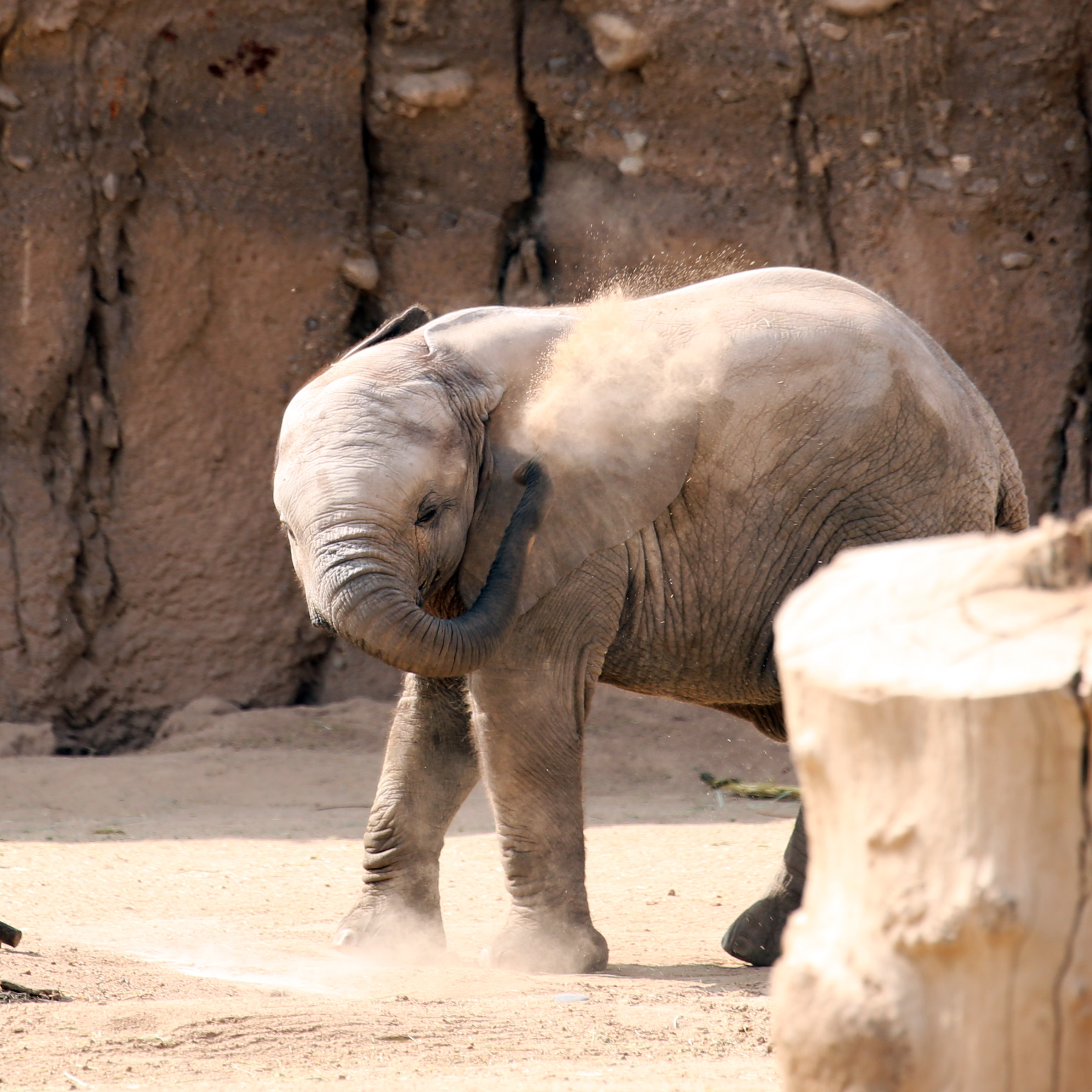 Penzi Learns Another Elephant Skill!