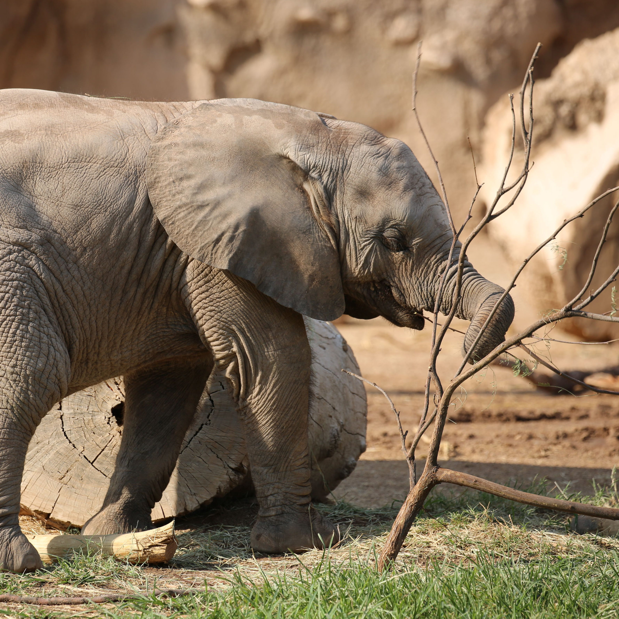 Penzi Plays With a Ball of Twigs