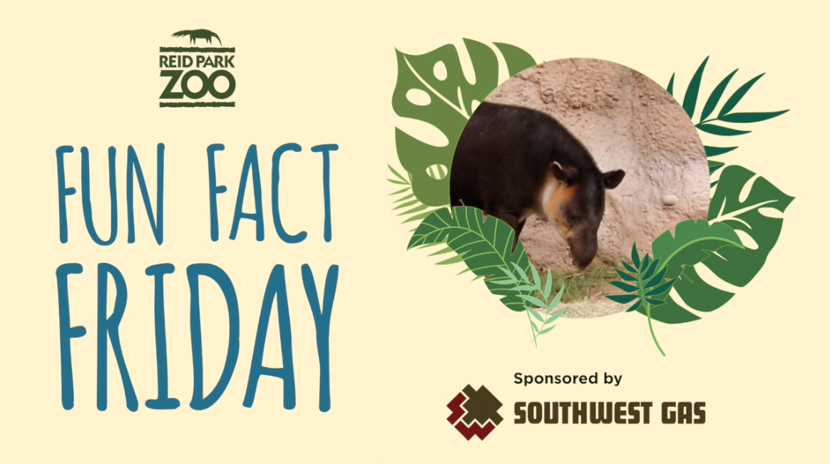 Tapirs: Gardeners of the Forests