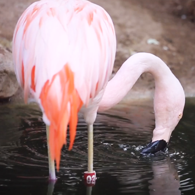 Flamingo Feeding