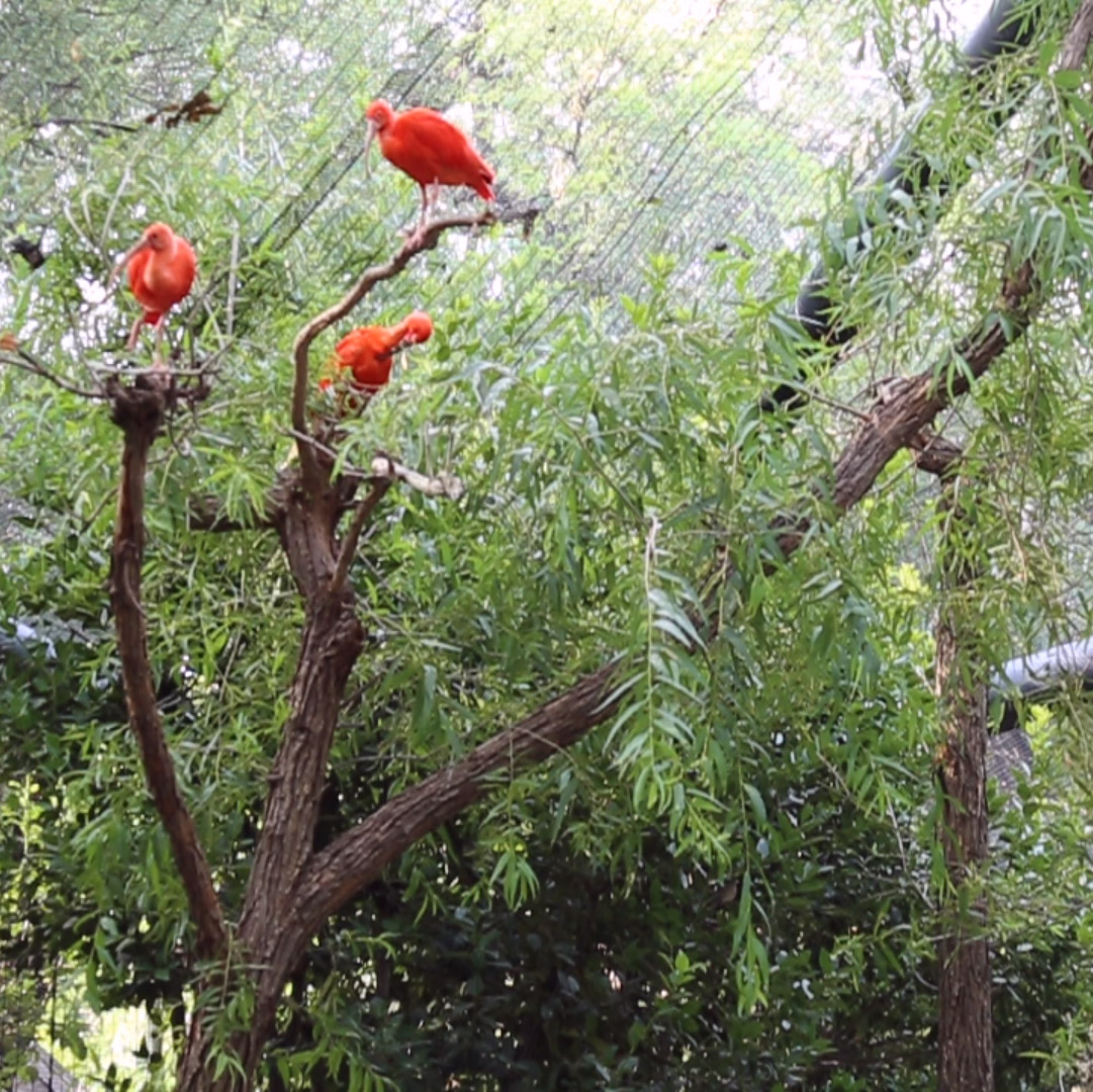 A Calm Moment in the South American Aviary