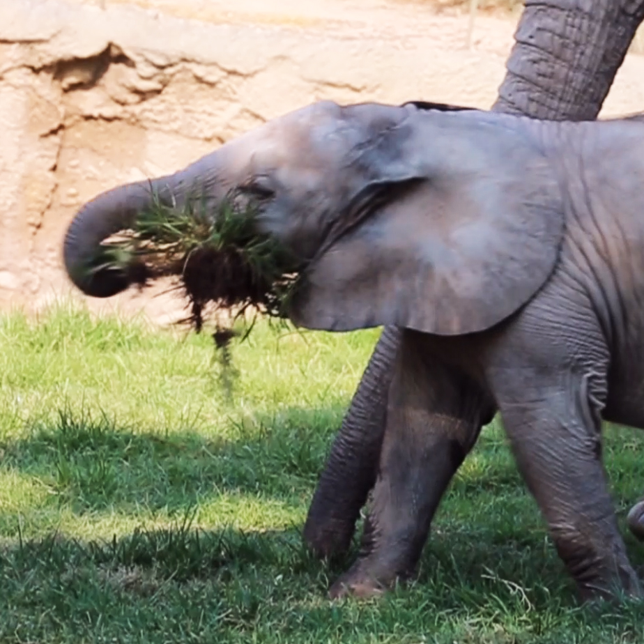 Penzi Plays with a Clump of Grass