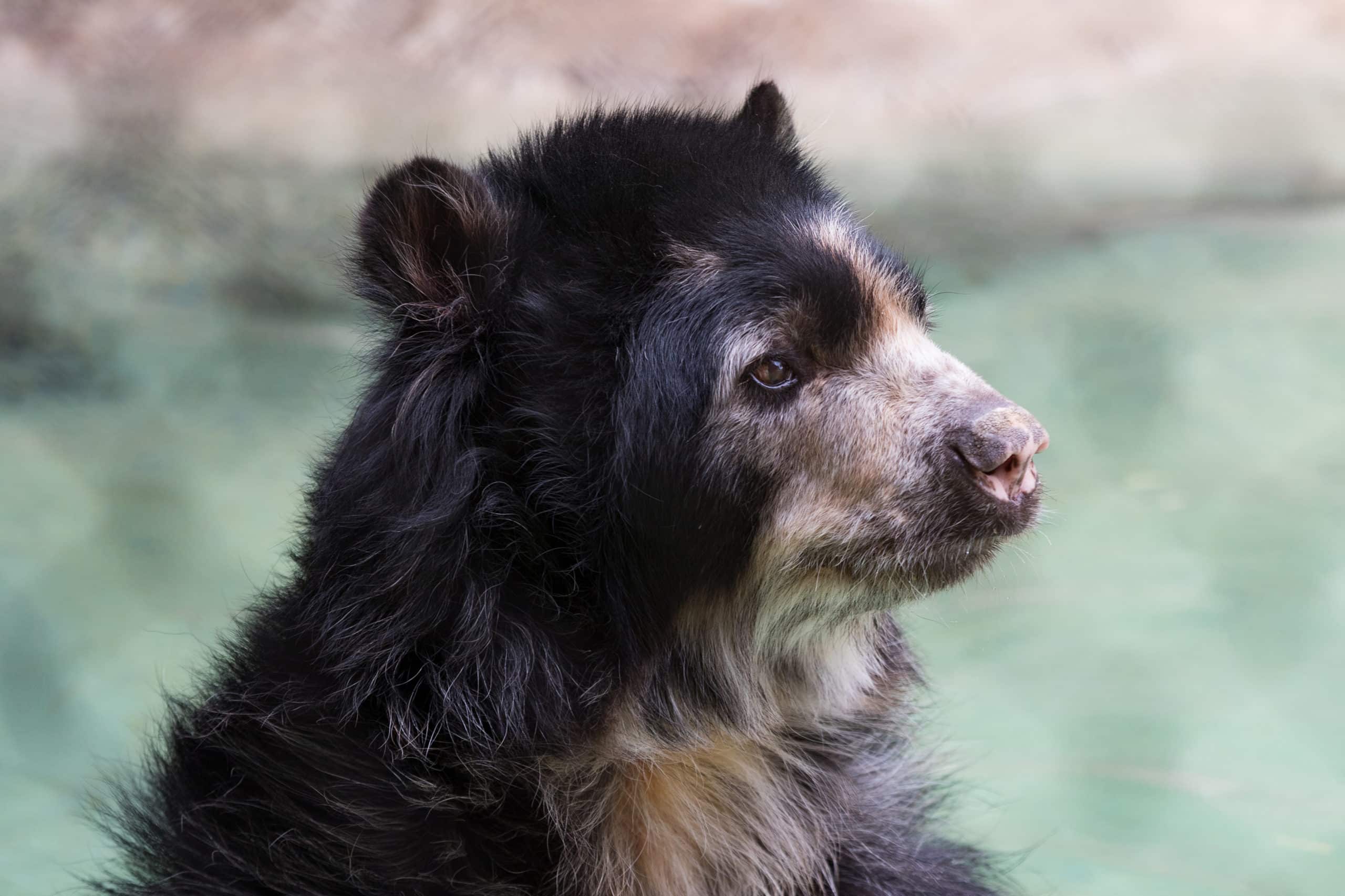 Reid Park Zoo Says Goodbye to Elderly Andean Bear Worf