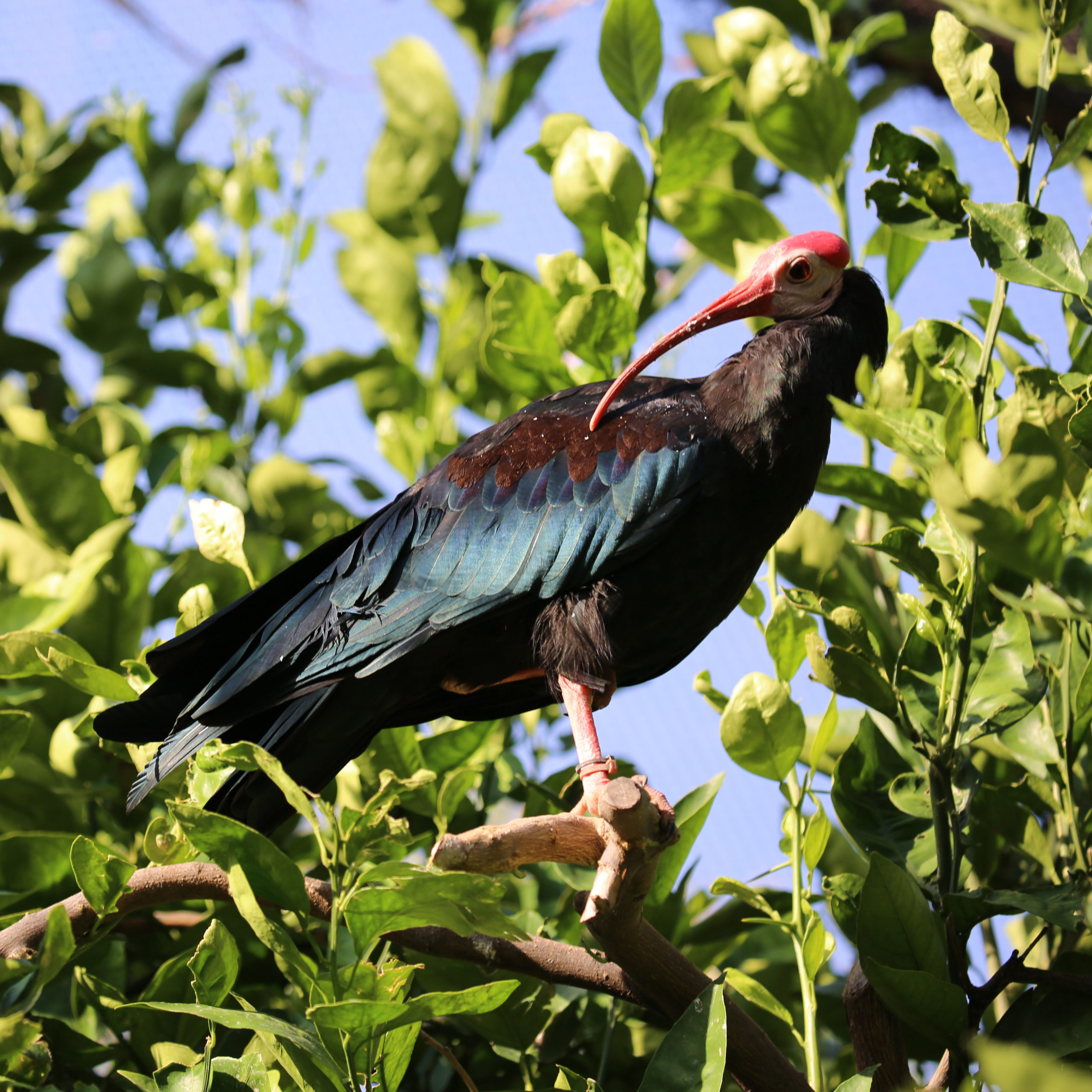 Bald Ibises Preening in the Trees
