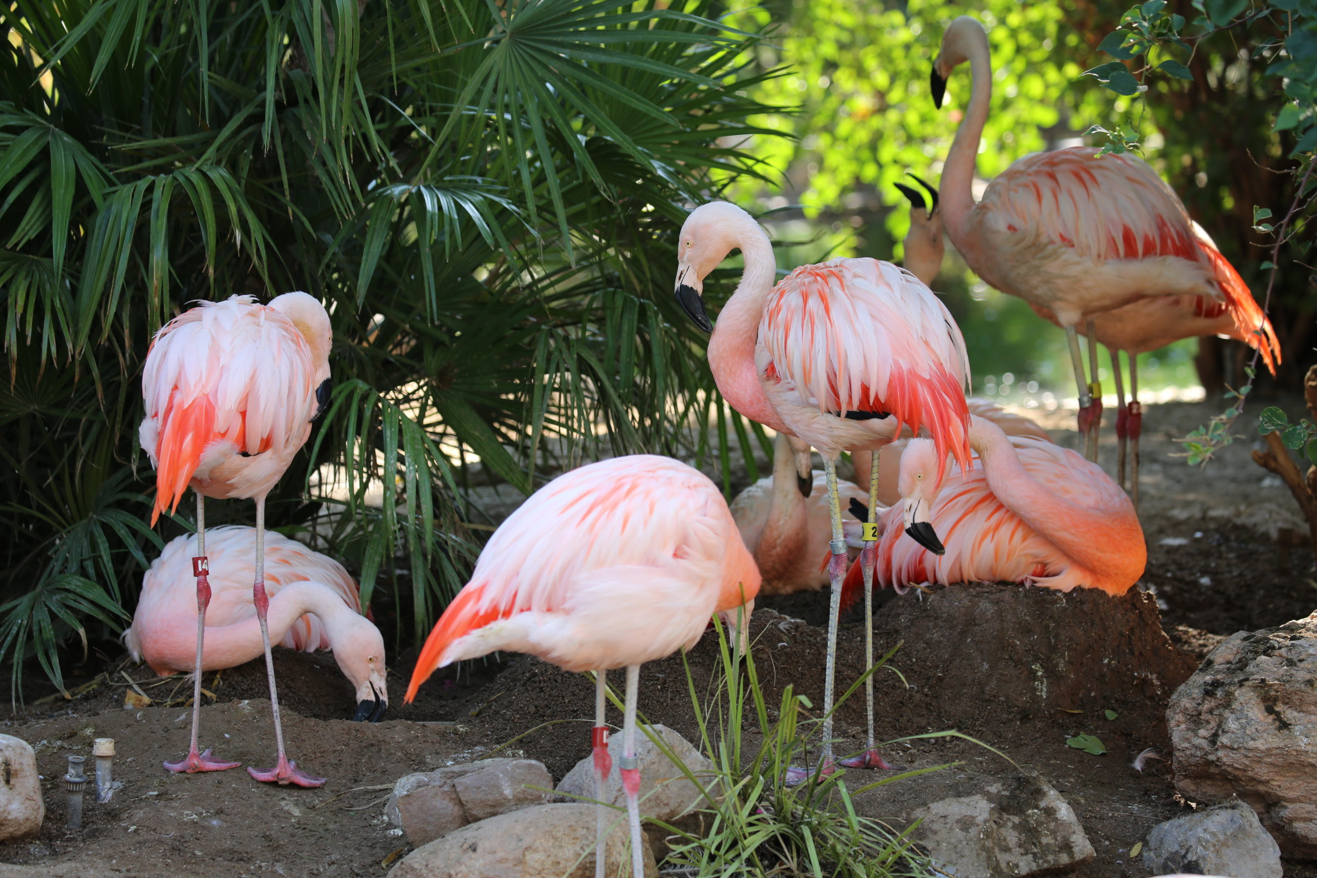Flamingo Reid Park Zoo