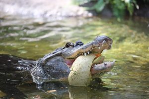 Gator cantaloupe (11) 2