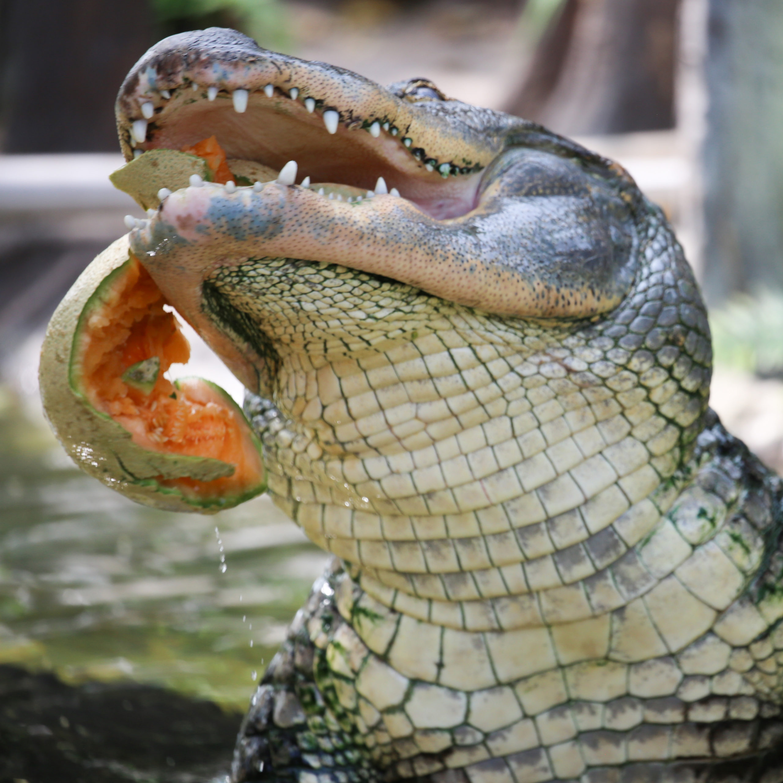 Our Alligator Chomps Down on a Cantaloupe!