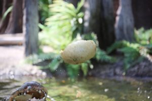 Gator cantaloupe (6) 2