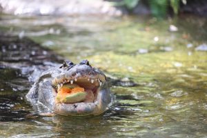 Gator cantaloupe (7) 2