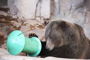 Grizzly bear finley playing with puzzle toy (1)