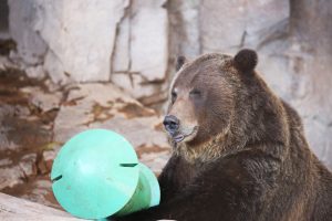 Grizzly bear finley playing with puzzle toy (3)
