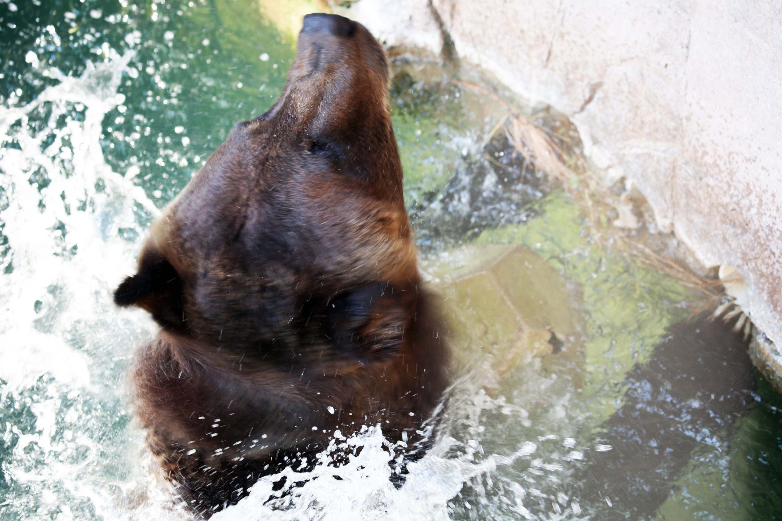 Grizzly Bear Shake