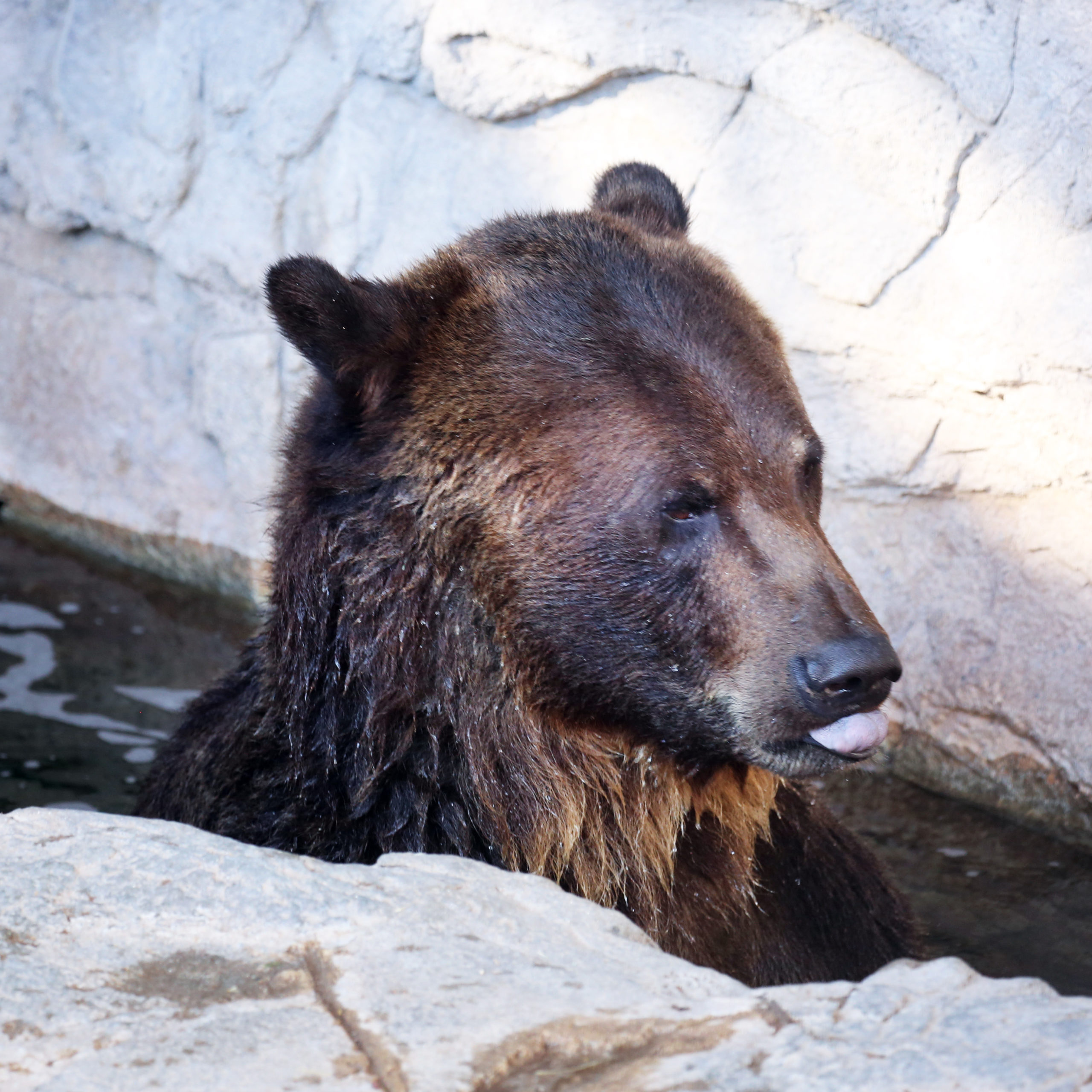 Grizzly Bear Snacks and Scratches