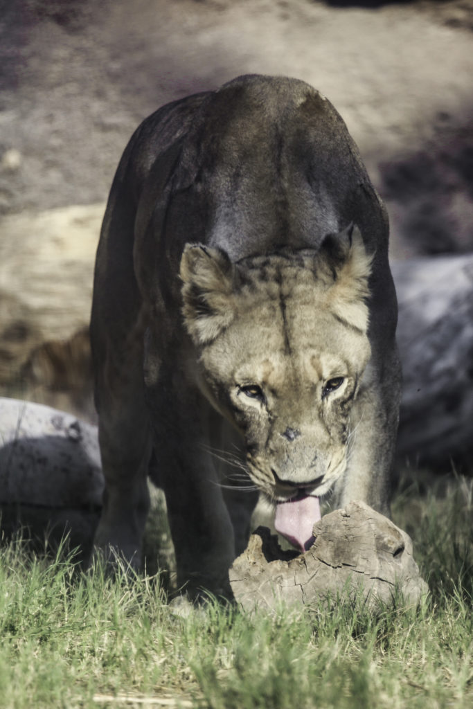 Why Do Lions Have a Rough Tongue  