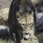 Lions Have Rough Tongues