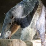 Anteaters are Excellent Diggers