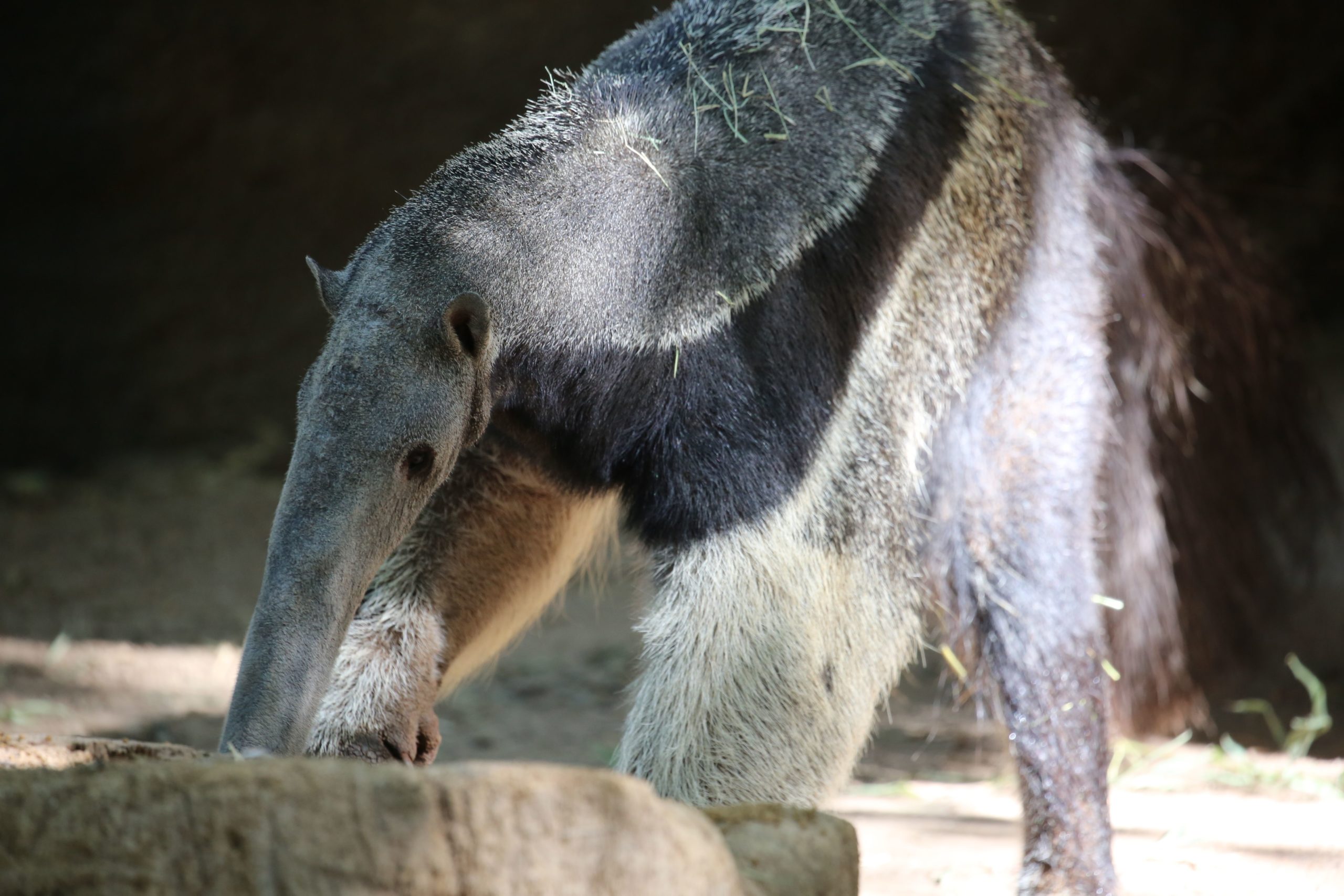 Anteaters are Excellent Diggers