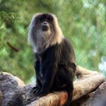 Lion-Tailed Macaques’ Fabulous Manes