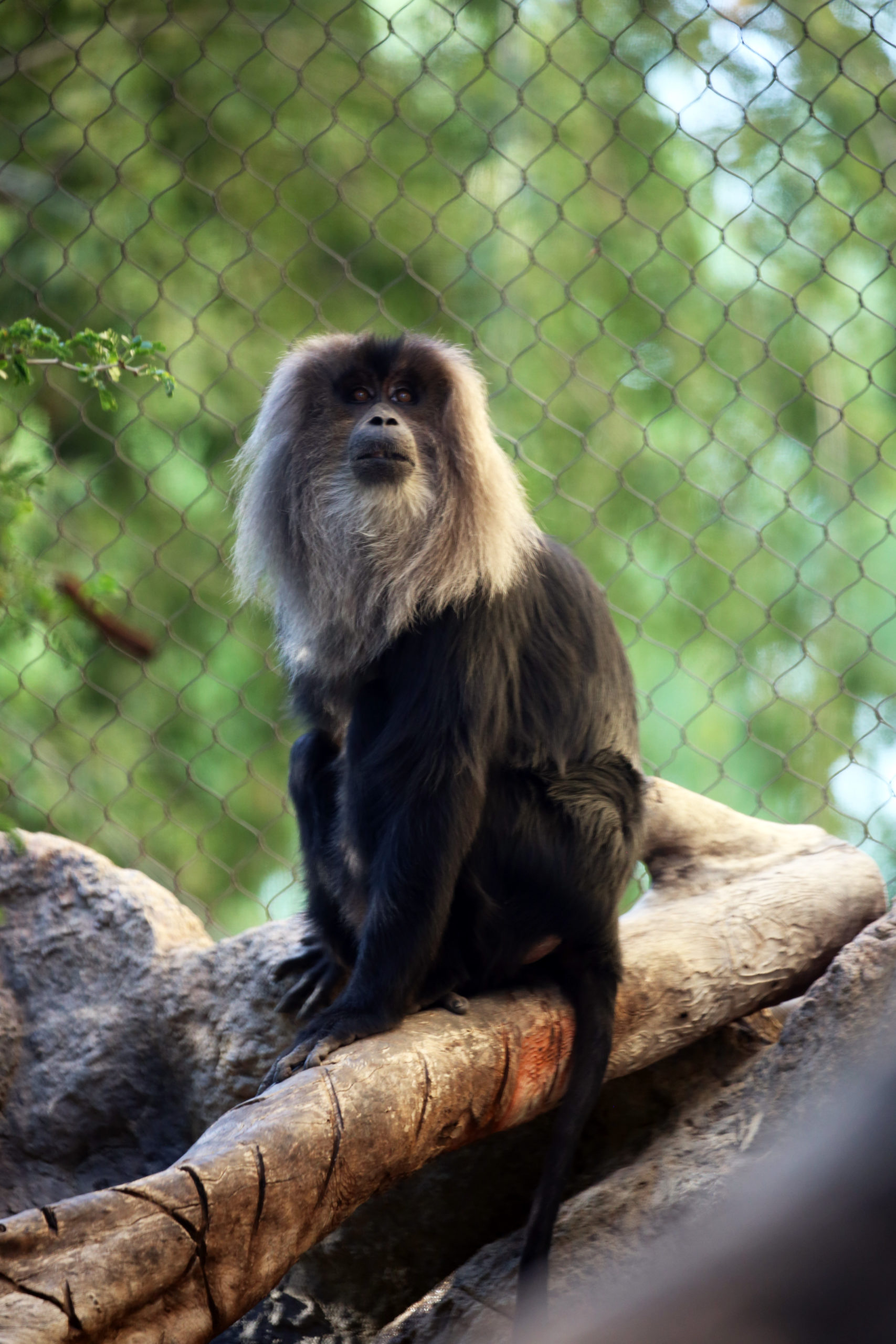 Zoo welcomes playful pair of red-tailed monkeys