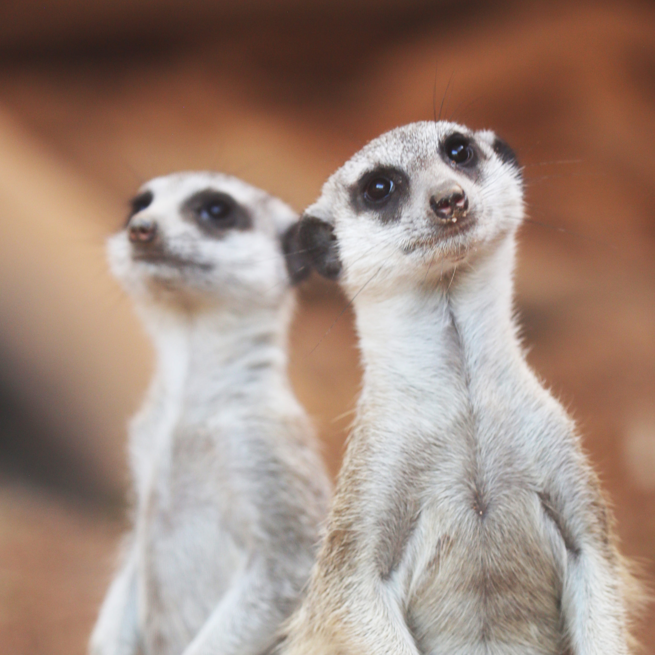 Meerkat Pups Meet Their Fans