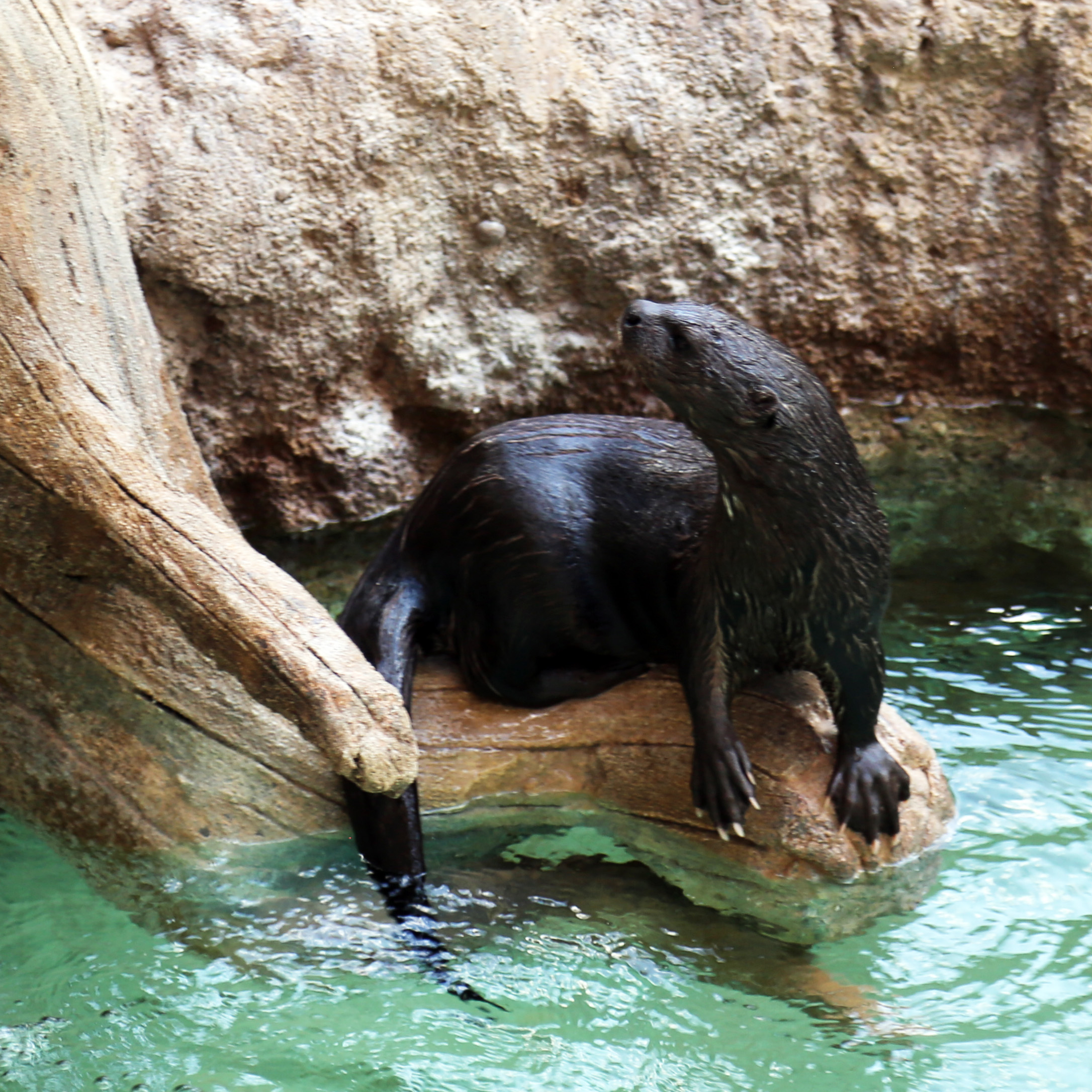 Otter Plays in her Stream