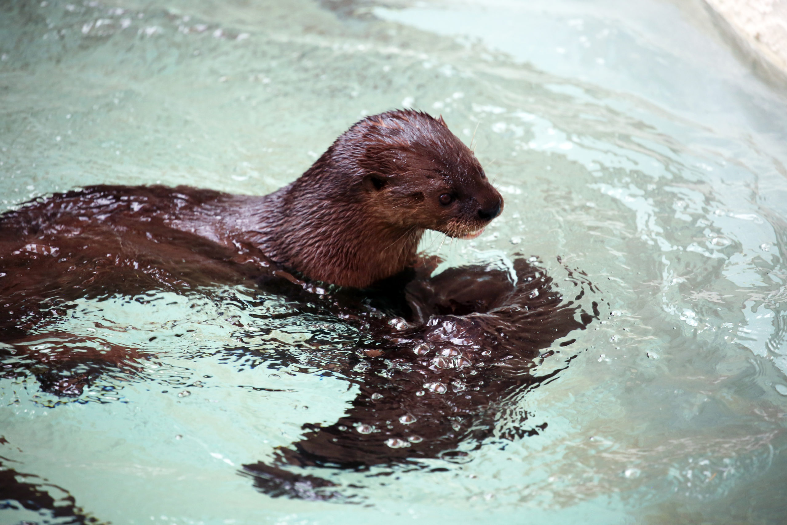Playful Otters Have Oily Fur