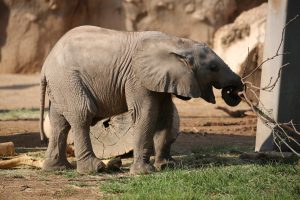 Penzi elephant with stick (3)