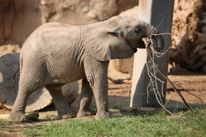 Penzi elephant with stick (5)