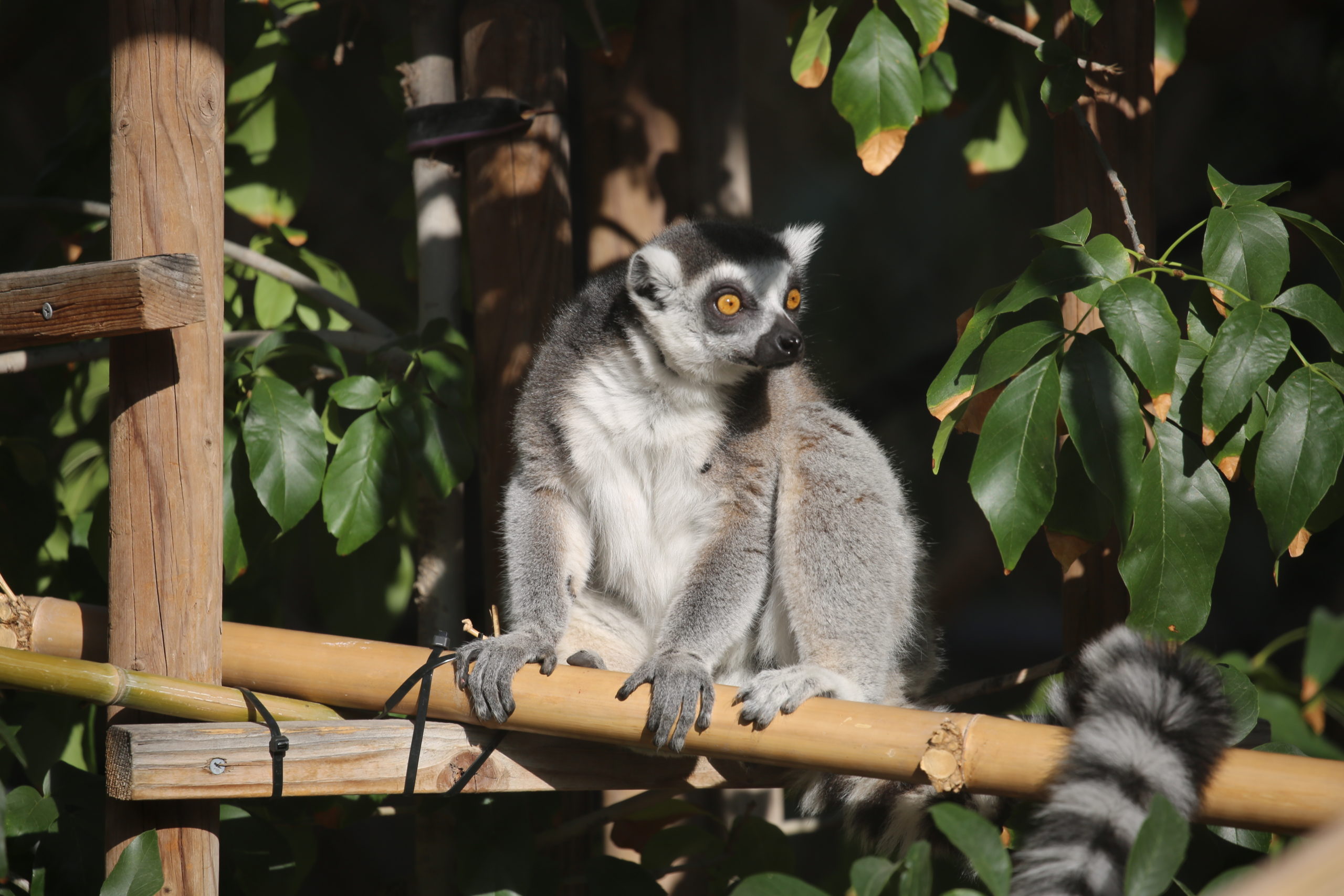 Ring-Tailed Lemurs Relax in the Leaves