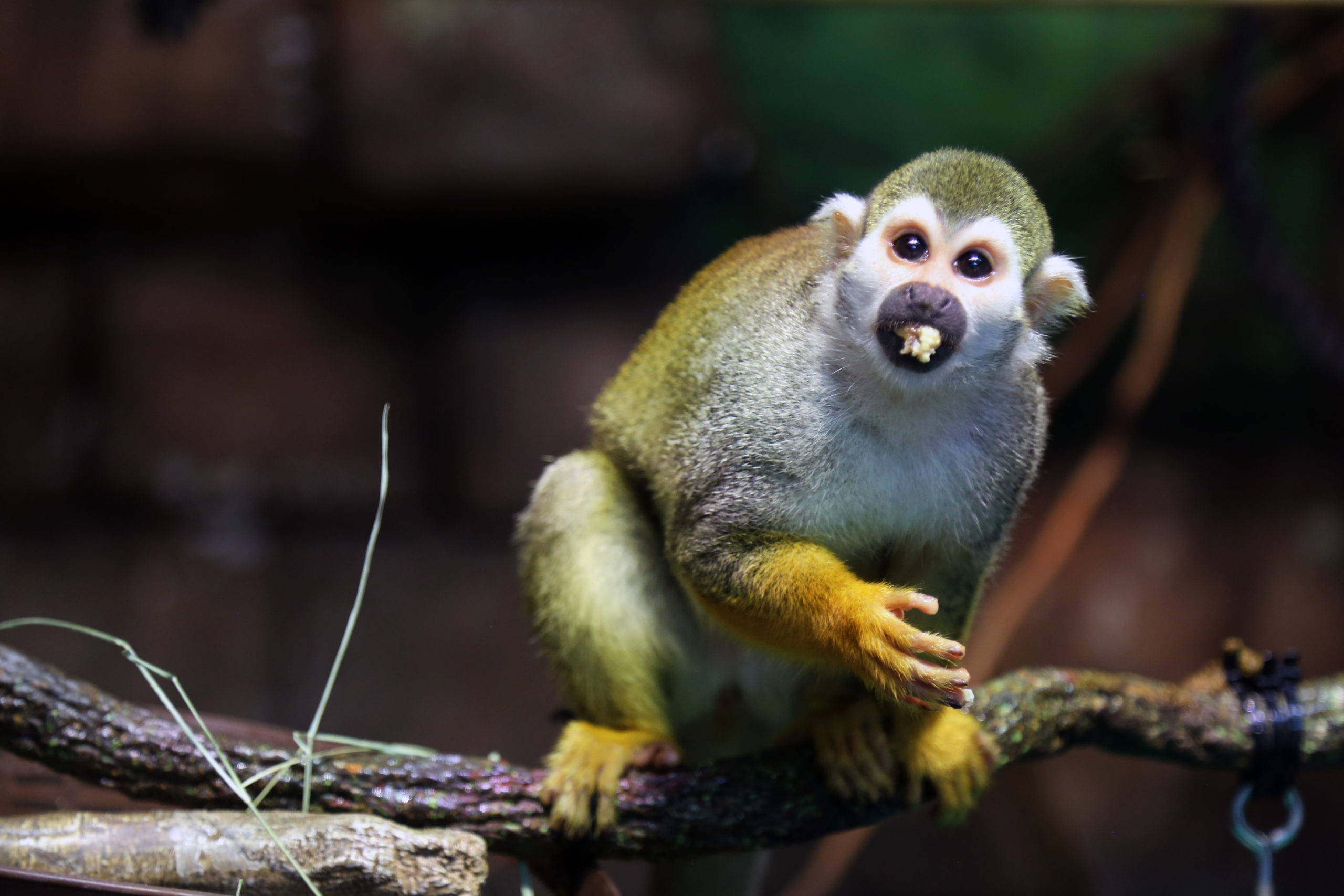 Squirrel Monkey Manners