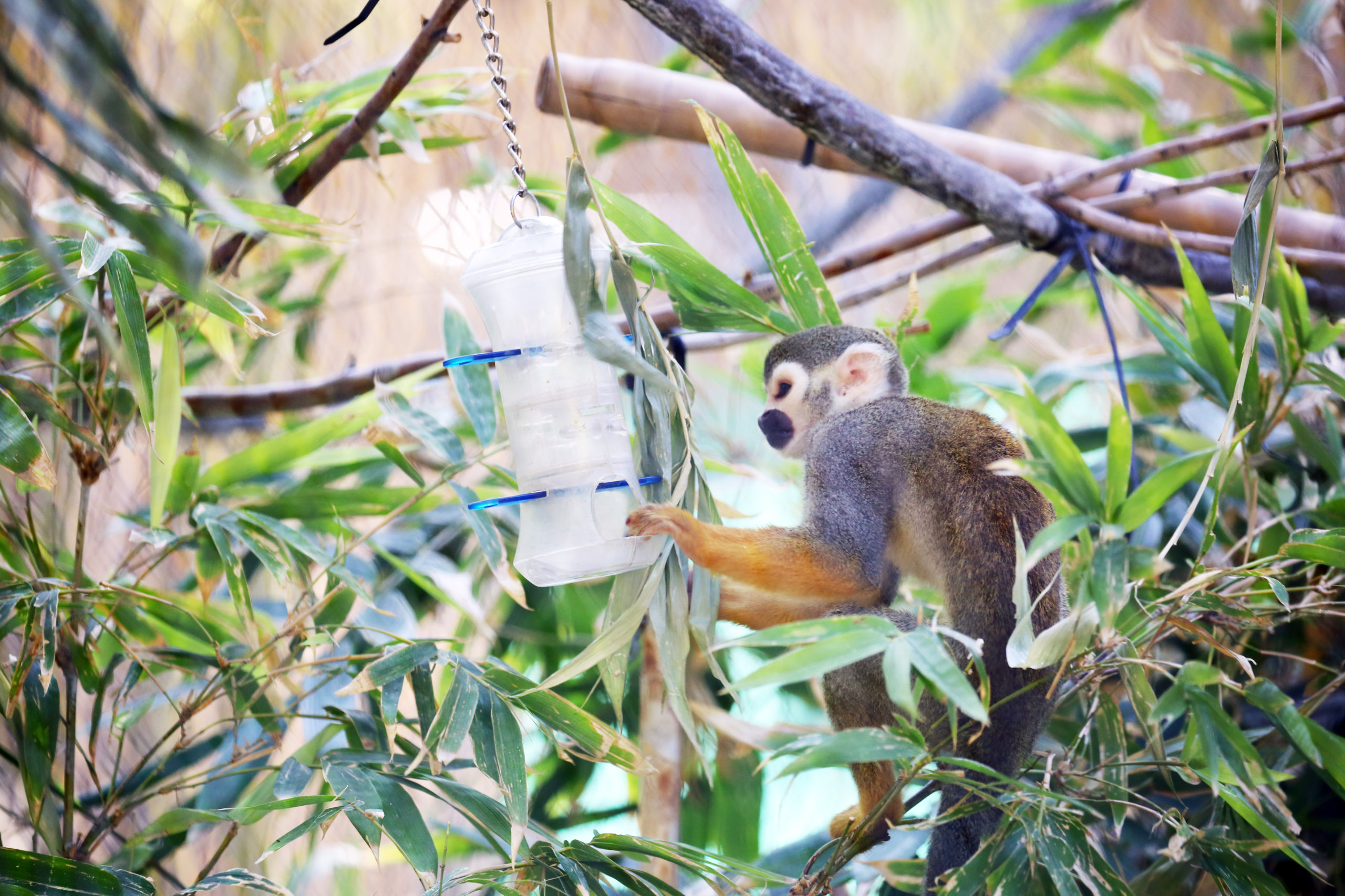 Squirrel Monkey Leaps for Enrichment