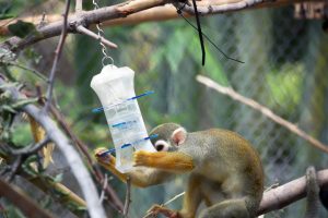 Squirrel monkey with slow feeder toy (1)