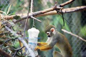 Squirrel monkey with slow feeder toy (4)