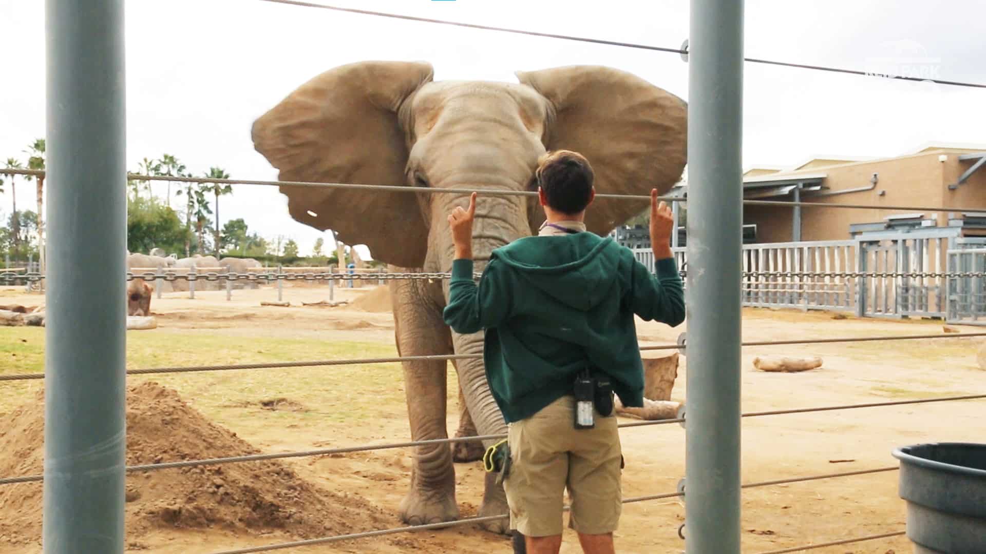 Wellness Wednesday: Elephant