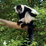 Threatened Species Day: Black and White Ruffed Lemur