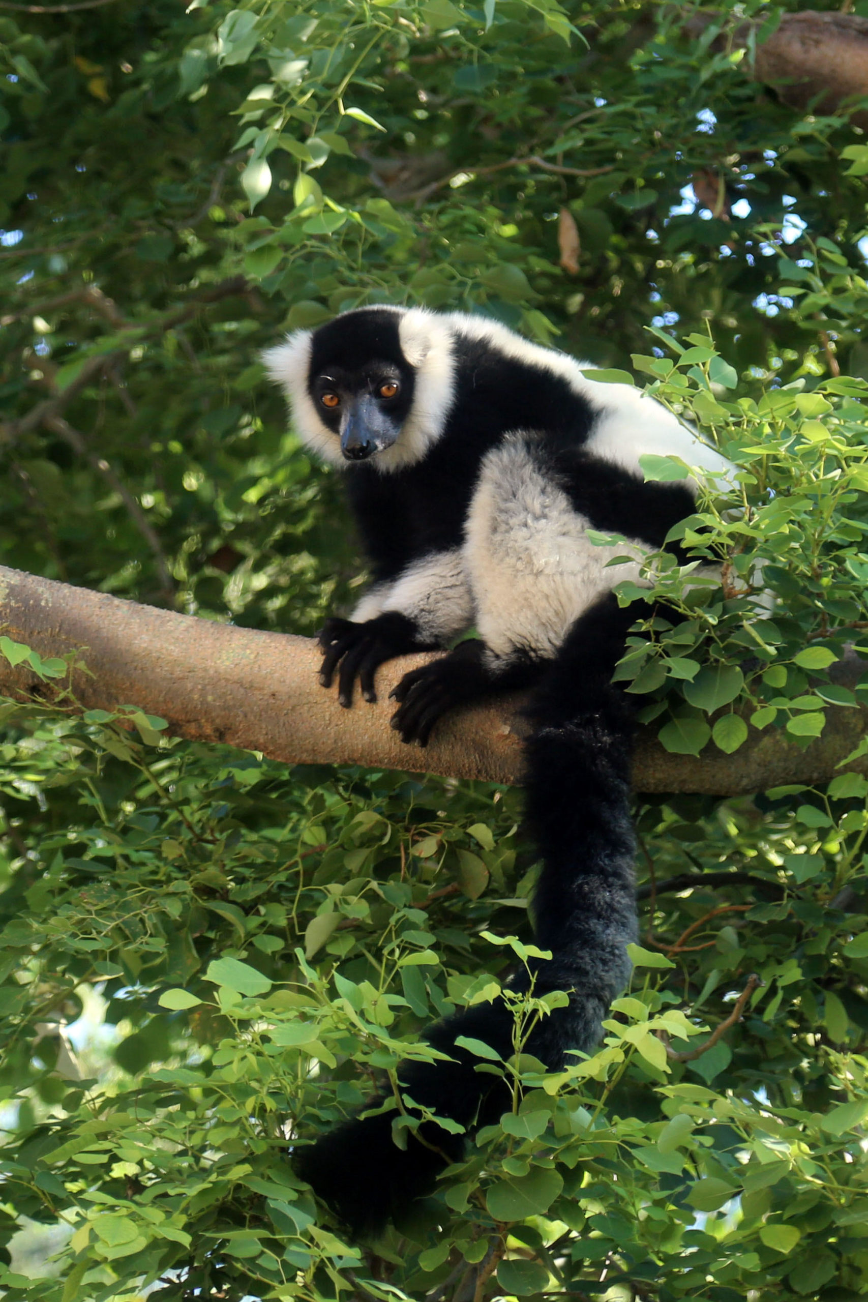 Threatened Species Day: Black and White Ruffed Lemur