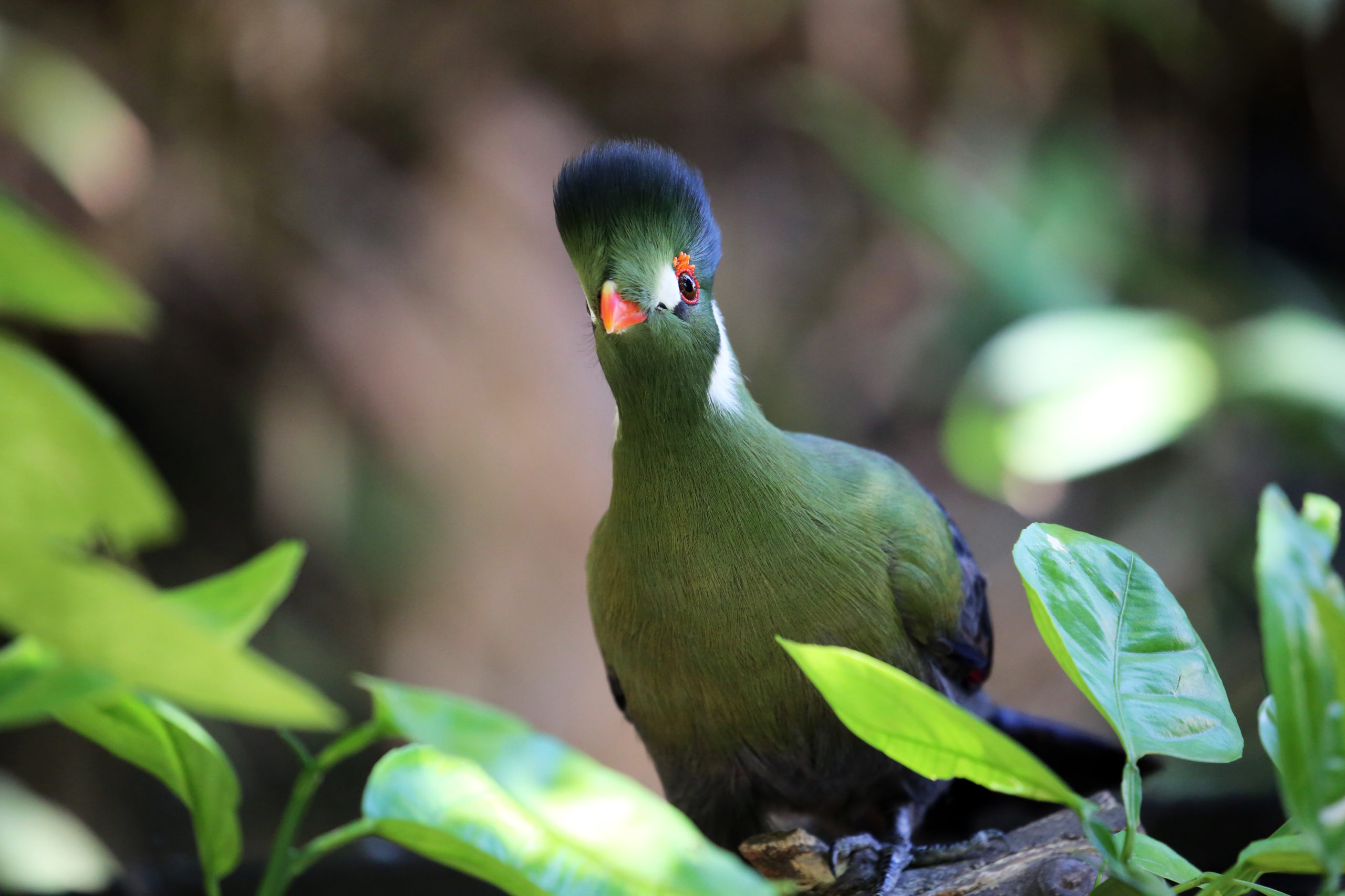 Get to Know the White-Cheeked Turaco