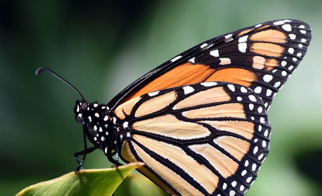 Monarch Butterflies Arrive at Our Pollinator Garden