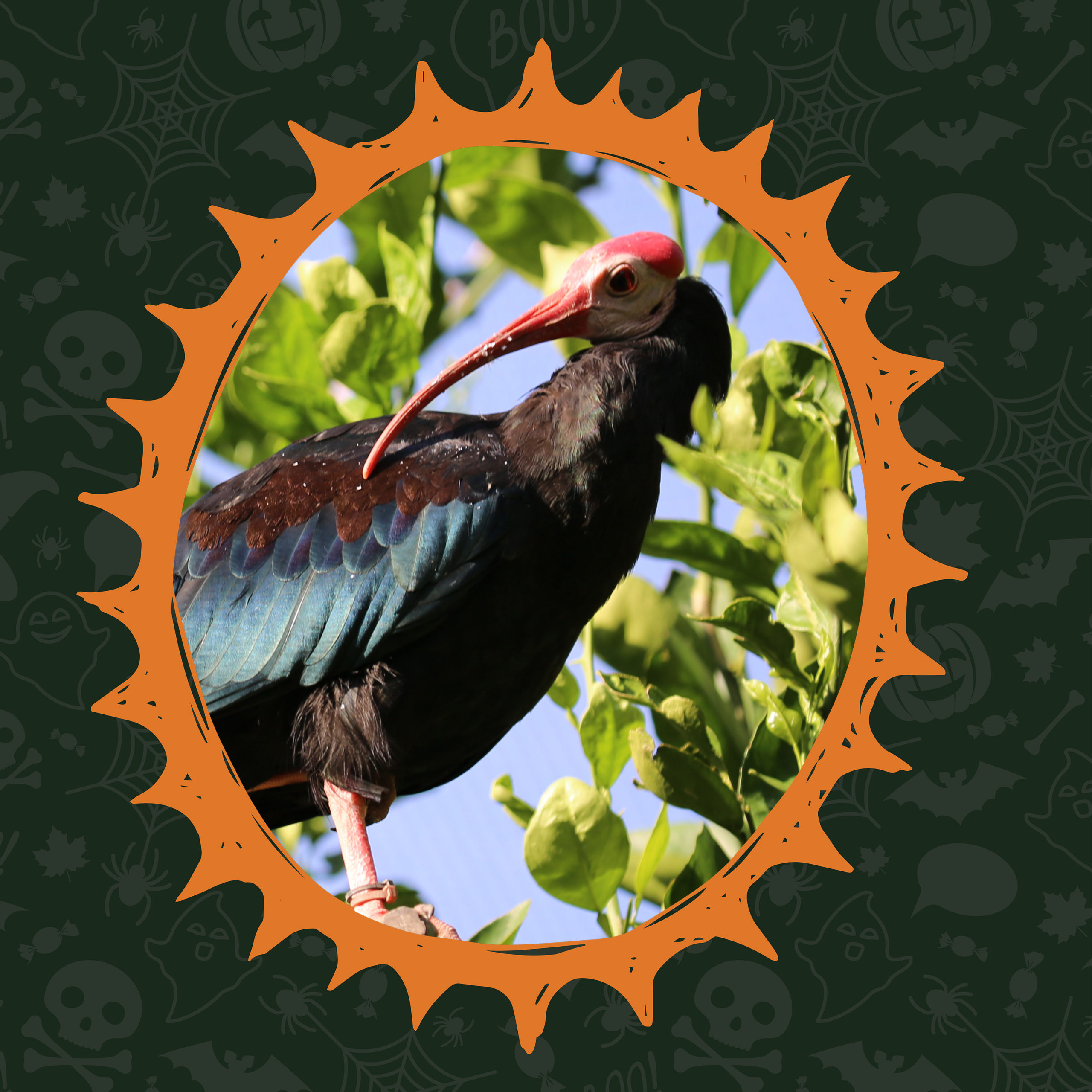Creature Feature: Ibis