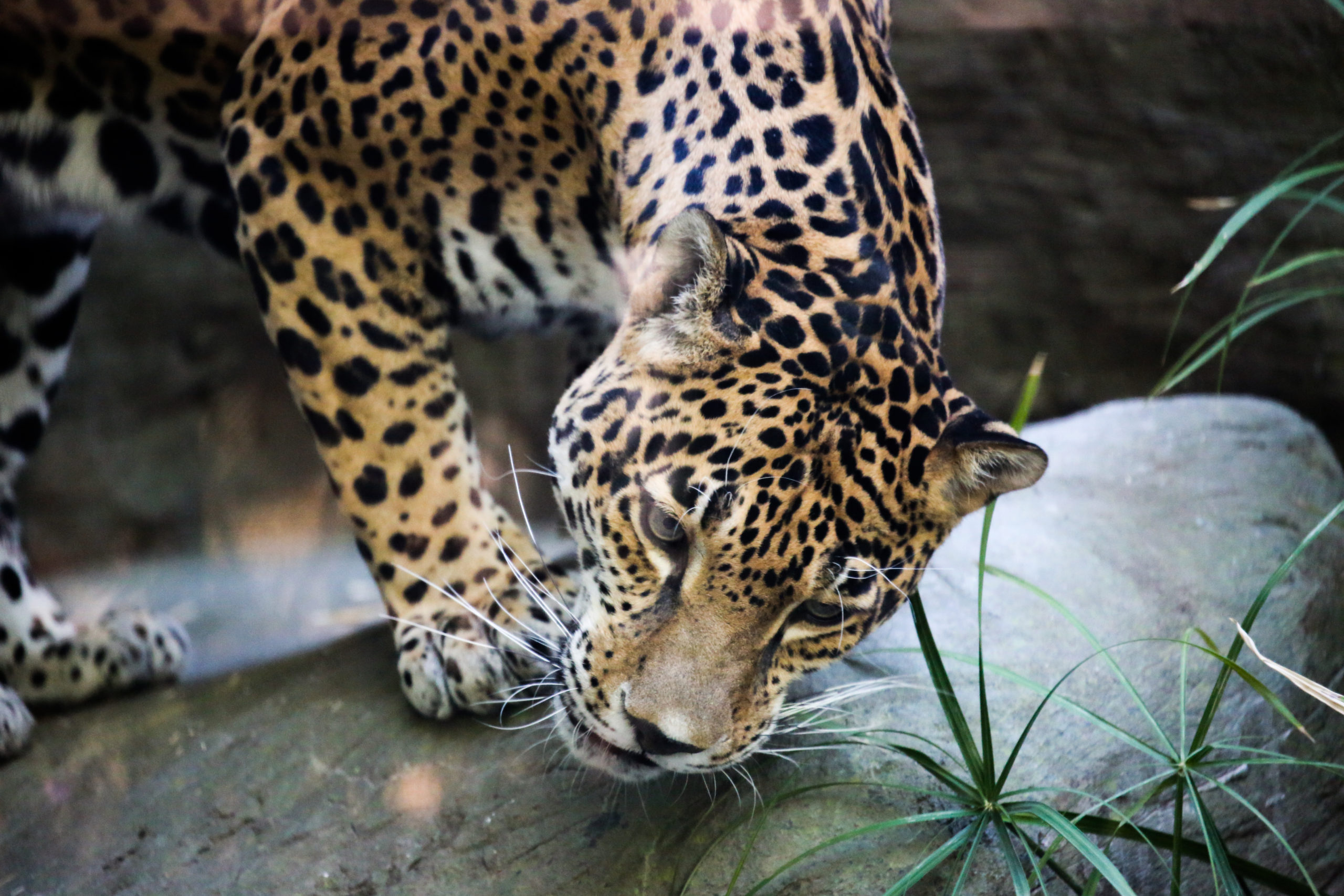 Why Do Cats Chew on Grass? For fun!