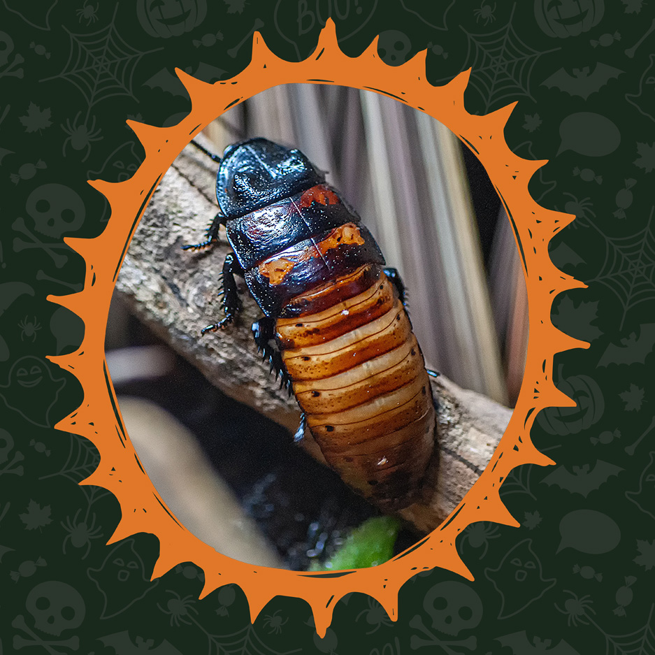 Creature Feature: Cockroach